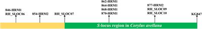Stigmatic Transcriptome Analysis of Self-Incompatible and Compatible Pollination in <mark class="highlighted">Corylus heterophylla</mark> Fisch. × Corylus avellana L.